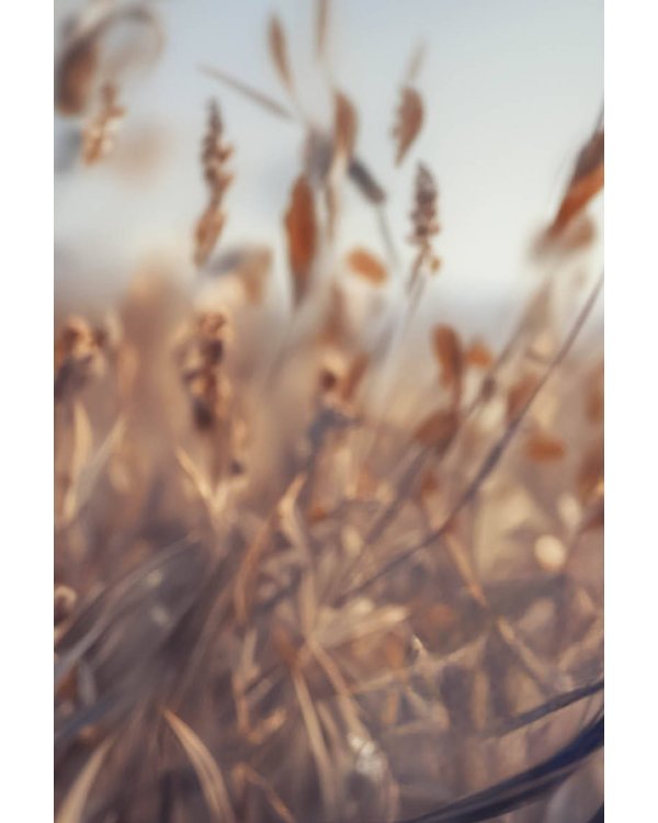 Обложка для паспорта. Маньхуа. Лис (ПВХ, 185х133 мм)