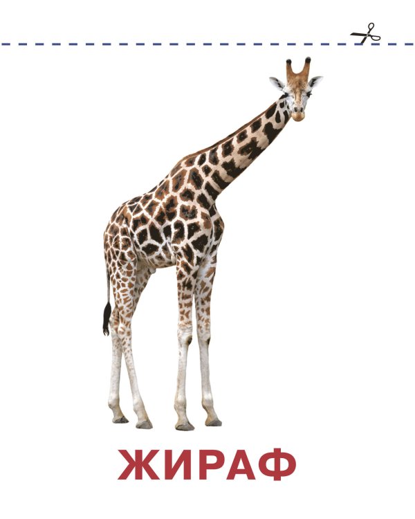 Развивающие карточки Домана для малышей комплект из 6 книг