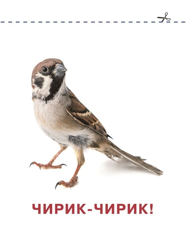 Запуск речи. Комплект из 6 книг