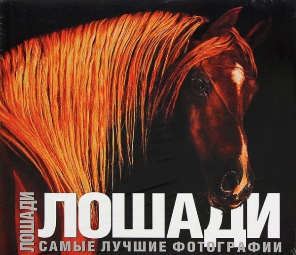 Альбом NG (бол) Лошади. Самые лучшие фотографии