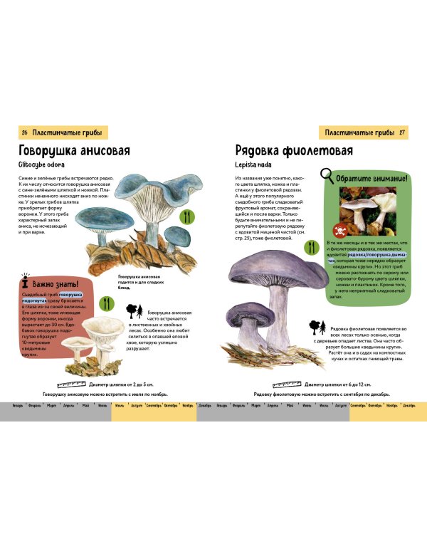 Грибы. Краткий иллюстрированный справочник
