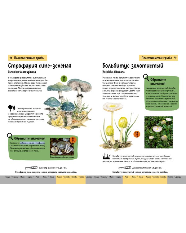 Грибы. Краткий иллюстрированный справочник