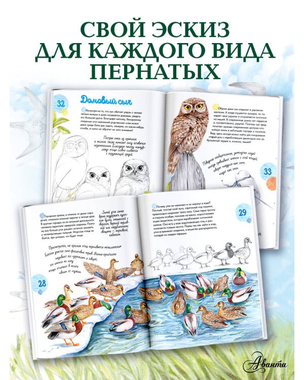 Птицы в городе. 25 историй в фактах и рисунках