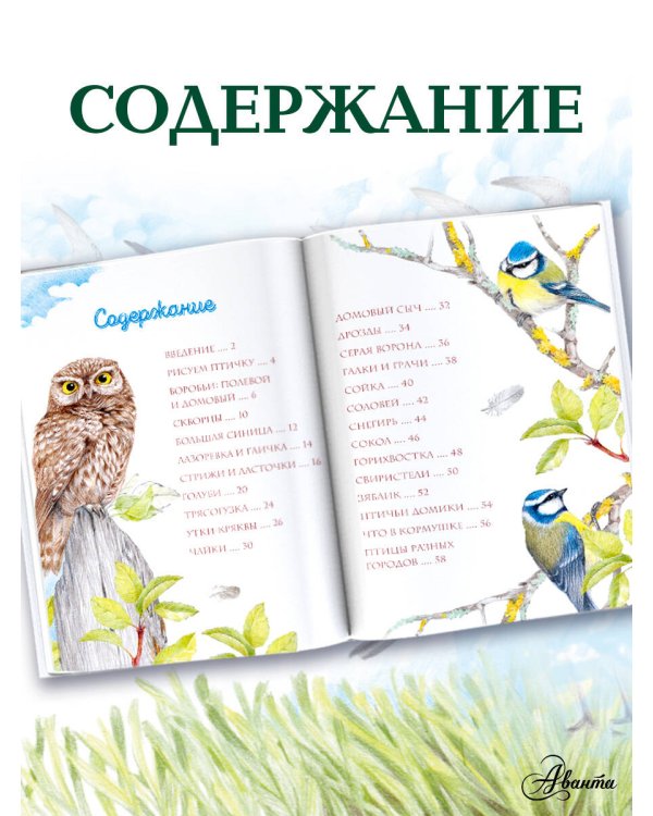 Птицы в городе. 25 историй в фактах и рисунках