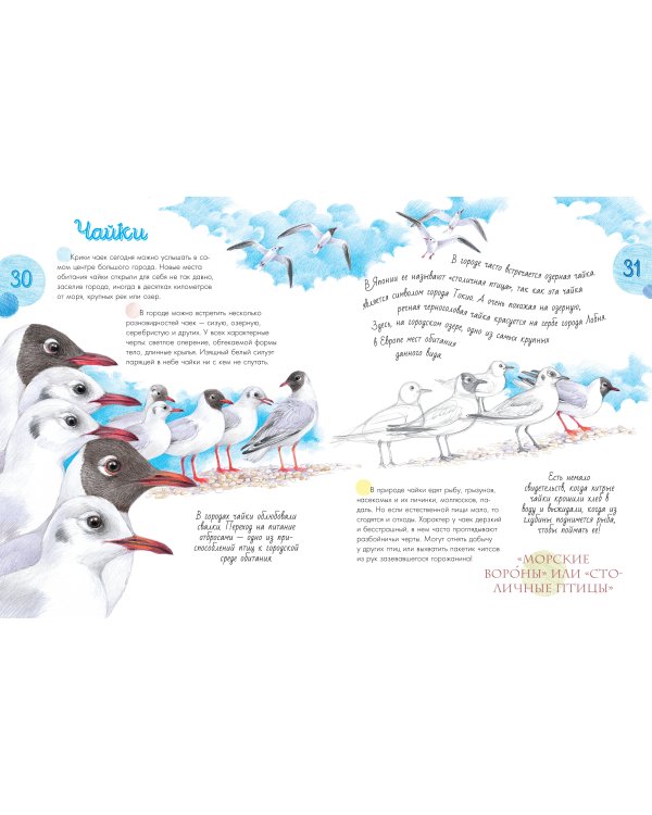 Птицы в городе. 25 историй в фактах и рисунках