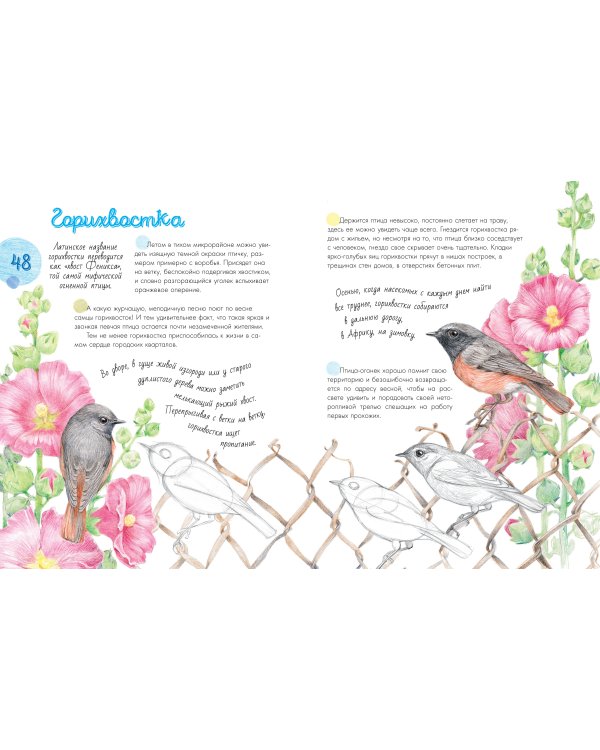 Птицы в городе. 25 историй в фактах и рисунках