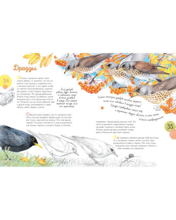 Птицы в городе. 25 историй в фактах и рисунках