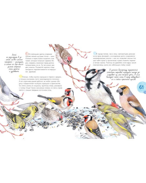 Птицы в городе. 25 историй в фактах и рисунках