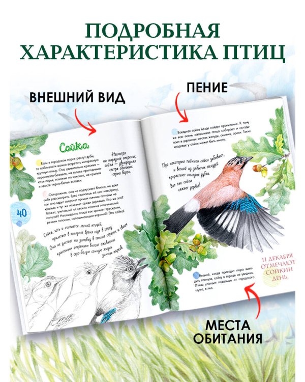 Птицы в городе. 25 историй в фактах и рисунках