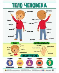 ПЛАКАТ. ТЕЛО ЧЕЛОВЕКА