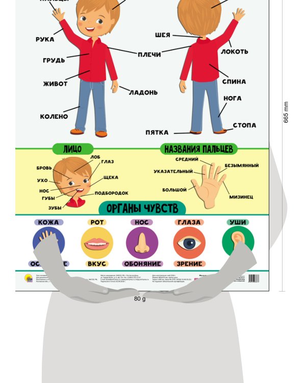 ПЛАКАТ. ТЕЛО ЧЕЛОВЕКА