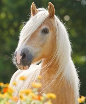 Алмазн. мозаика 22х32 c подр., с полн. заполн. (класс.),28цв. ЗОЛОТИСТАЯ ЛОШАДЬ. Арт. AC22062