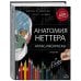 Анатомия Неттера: атлас-раскраска
