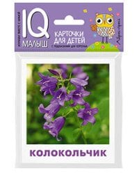 Умный малыш. Что растёт на клумбе?