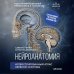 Дополнительное изображение книги «Нейроанатомия. Иллюстрированный атлас нервной системы»
