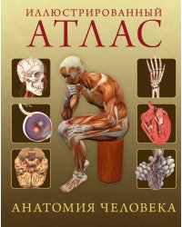 Иллюстрированный атлас. Анатомия человека