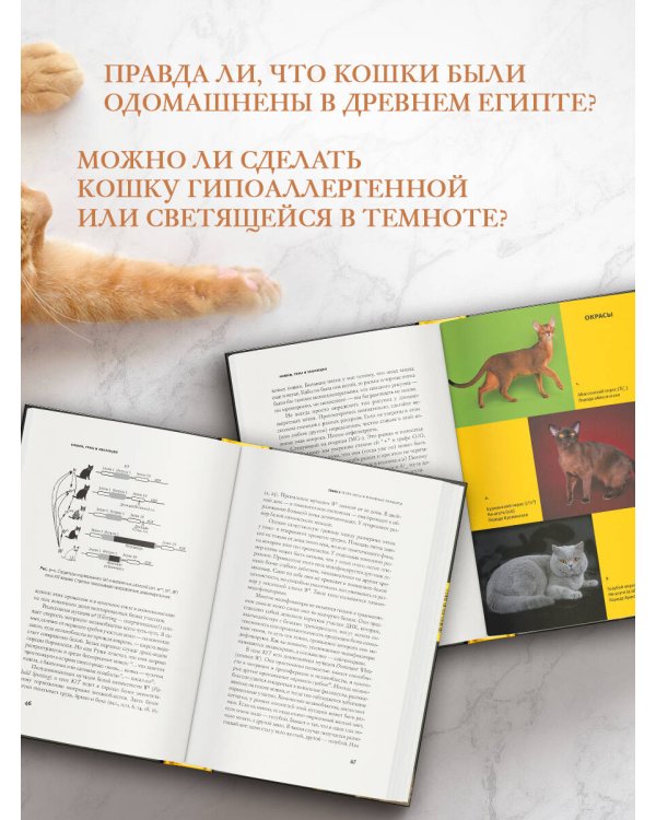 Кошки, гены и эволюция