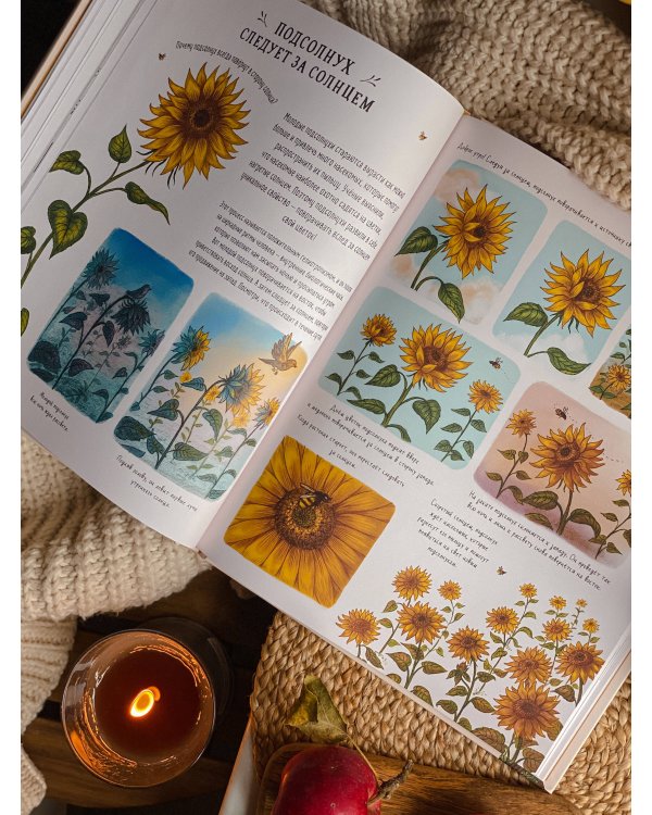 Оглянись вокруг. 50 маленьких событий в живой природе, ради которых стоит замедлиться