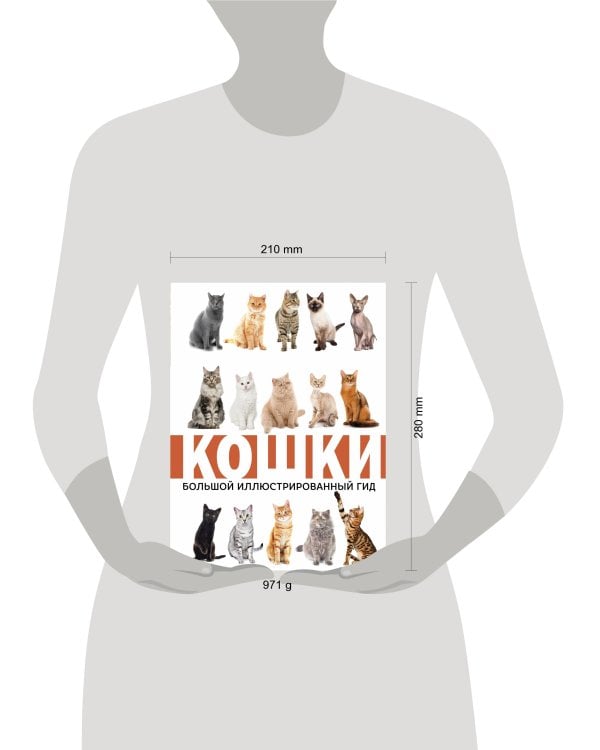 Кошки