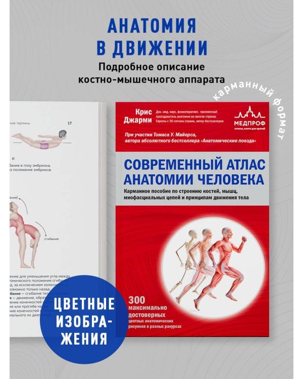 Современный атлас анатомии человека. Карманное пособие по строению костей, мышц, миофасциальных цепей и принципам движения тела