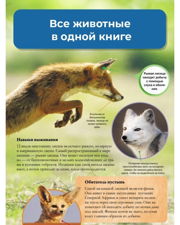 Мир животных