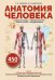 Анатомия человека. Сердце и сосуды, нервная система, органы чувств, общий покров