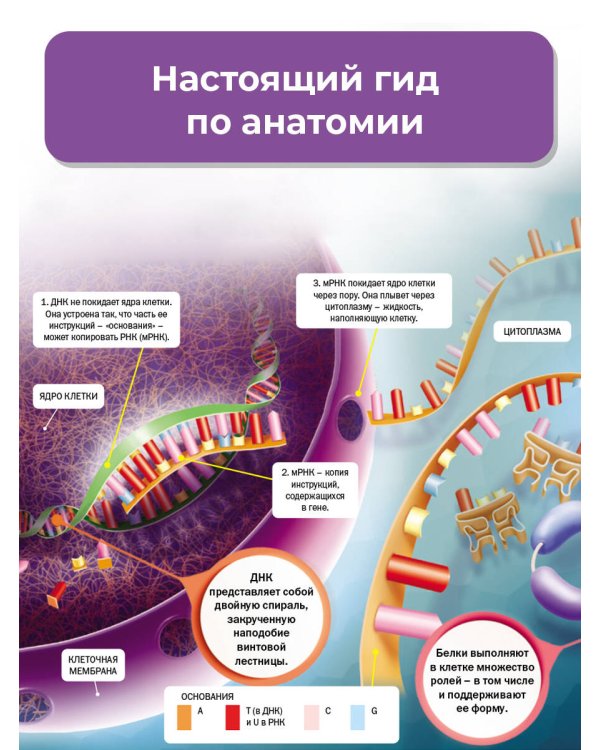 Тело человека