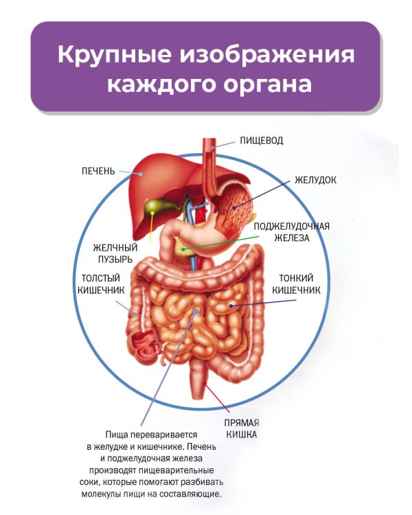 Тело человека
