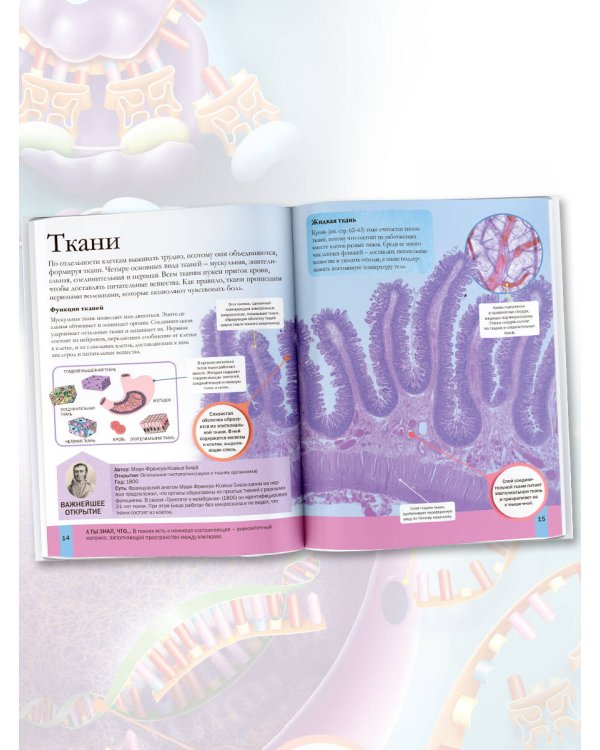 Тело человека
