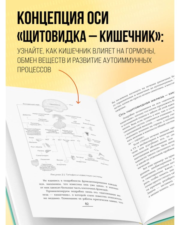 Ось щитовидка - кишечник. Как вылечить щитовидную железу, улучшив состояние кишечной микробиоты