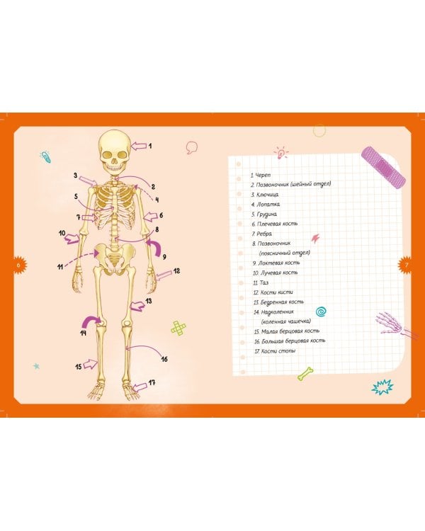 Тело человека. Детская энциклопедия (нов.оф.) (в коробке)