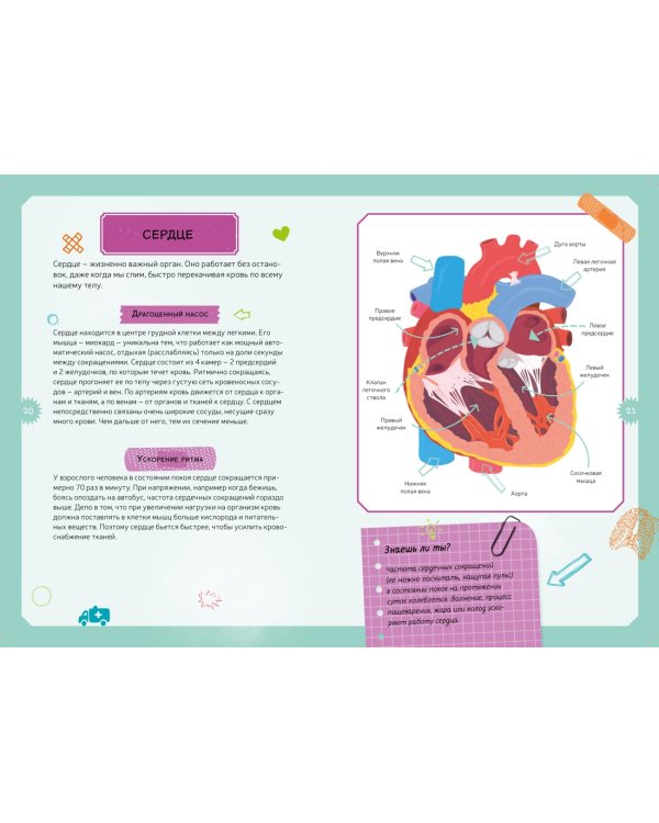 Тело человека. Детская энциклопедия (нов.оф.) (в коробке)