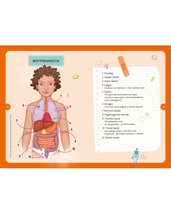 Тело человека. Детская энциклопедия (нов.оф.) (в коробке)