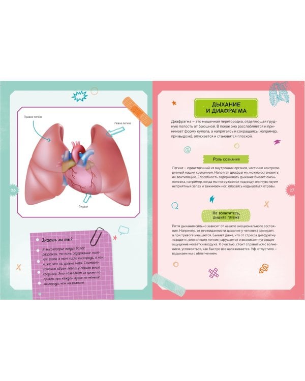 Тело человека. Детская энциклопедия (нов.оф.) (в коробке)