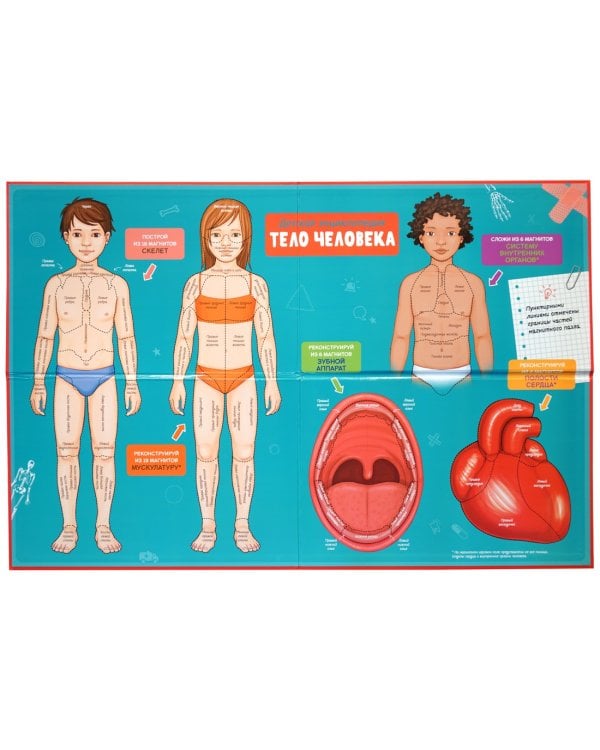 Тело человека. Детская энциклопедия (нов.оф.) (в коробке)