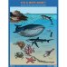 Обложка книги «Плакат. Кто в море живет», ISBN 9785431527043