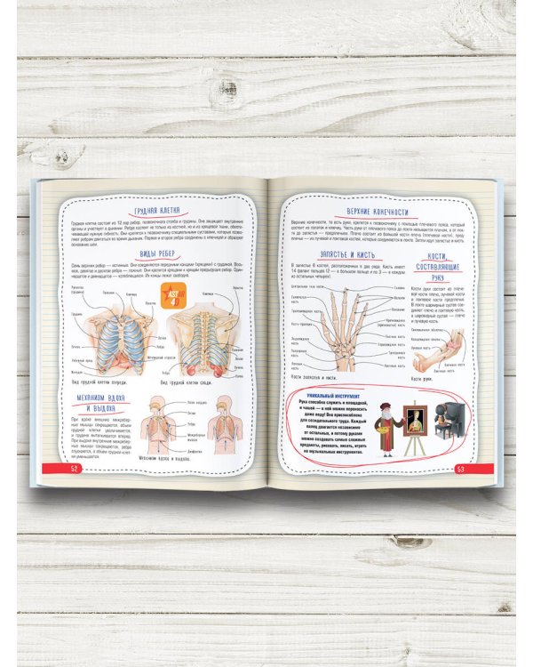 Атлас анатомии человека