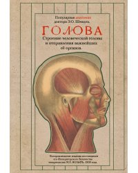 Голова. Строение человеческой головы и отправления важнейших её органов