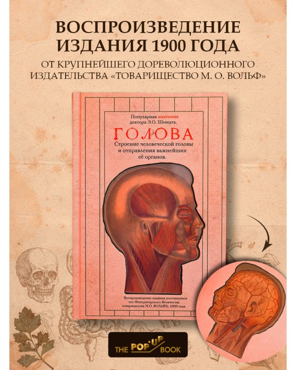 Дополнительное изображение книги «Голова. Строение человеческой головы и отправления важнейших её органов»
