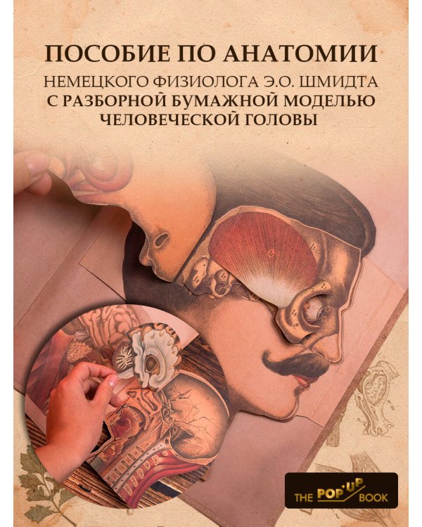 Дополнительное изображение книги «Голова. Строение человеческой головы и отправления важнейших её органов»