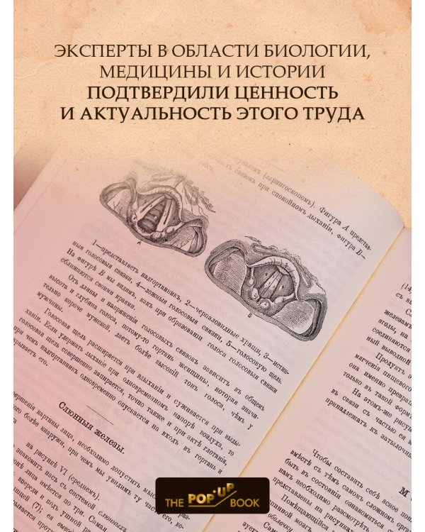 Дополнительное изображение книги «Голова. Строение человеческой головы и отправления важнейших её органов»