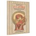 Дополнительное изображение книги «Голова. Строение человеческой головы и отправления важнейших её органов»