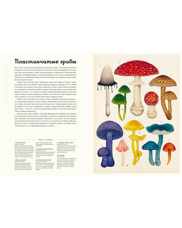 Грибы