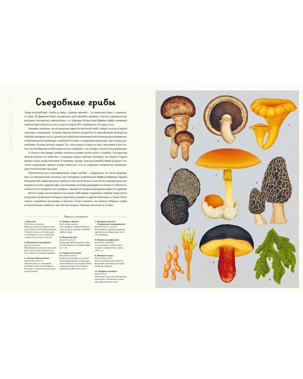 Грибы