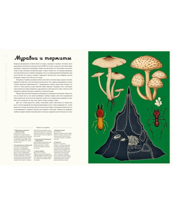 Грибы