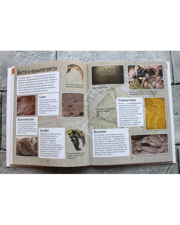 История жизни на Земле. От бактерии до человека