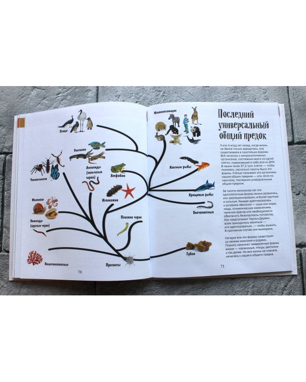 История жизни на Земле. От бактерии до человека