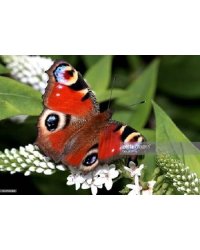 Алмаз. мозаика (блест) 17х22 см, с подр., с полн. заполн.  (22цв.) ЯРКАЯ БАБОЧКА (Арт. AS17023)