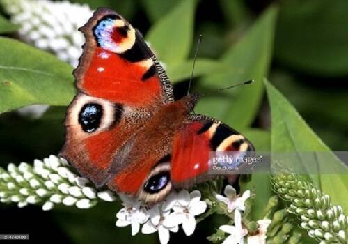 Алмаз. мозаика (блест) 17х22 см, с подр., с полн. заполн.  (22цв.) ЯРКАЯ БАБОЧКА (Арт. AS17023)