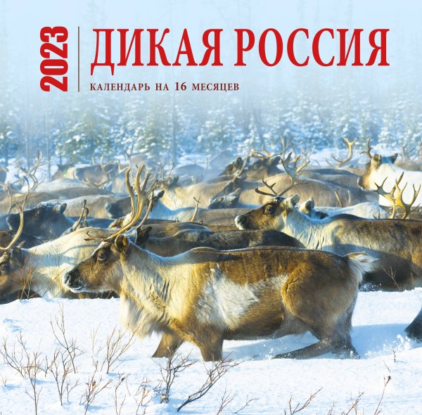 Дикая Россия. Календарь настенный на 16 месяцев на 2023 год (300х300 мм)